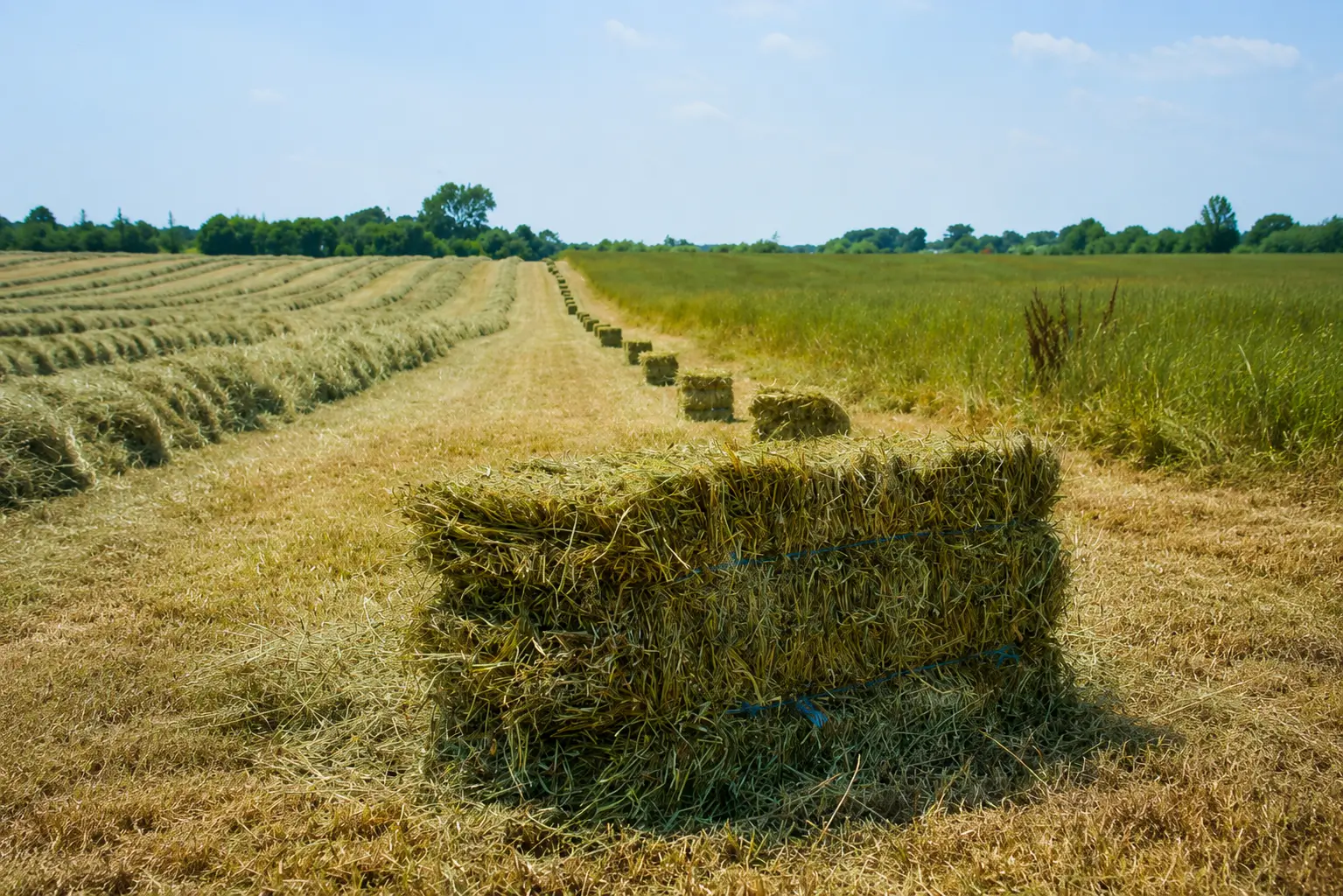 Freshly baled alfalfa hay square bale sitting in an open agricultural field.