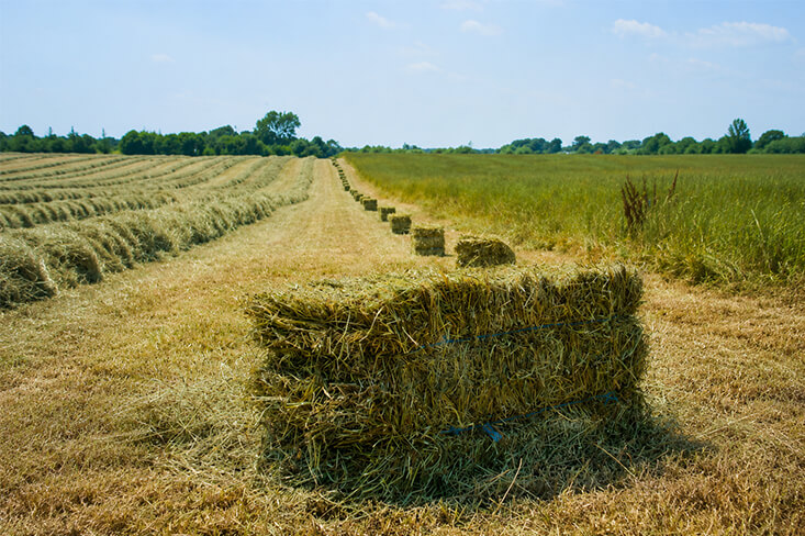 Freshly baled alfalfa hay square bale sitting in an open agricultural field.